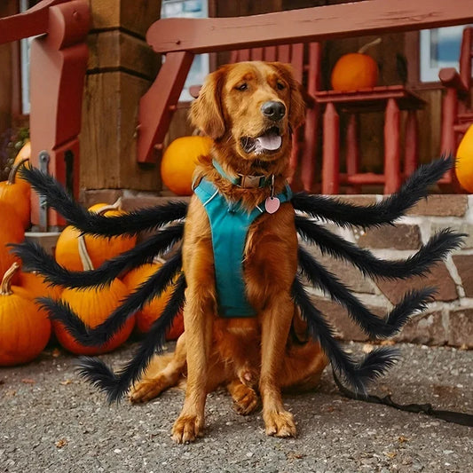 Spider Dog Halloween Costume